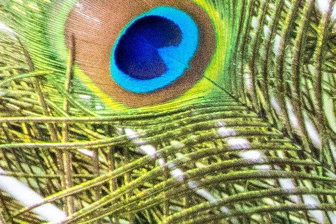 El pavo real simboliza el orgullo y la confianza de Leo. (Foto: Shutterstock)