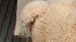 purple drank oso de peluche cartel de Sinaloa