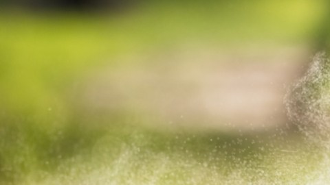 Estos repelentes te ayudarán a evitar efectivamente los mosquitos