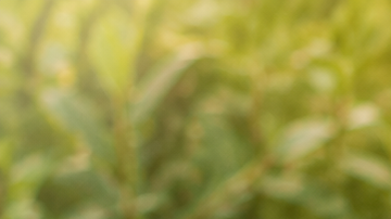 Aceite de eucalipto limón, PMD, citronela y otros repelentes naturales contra mosquitos