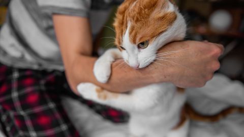Gato