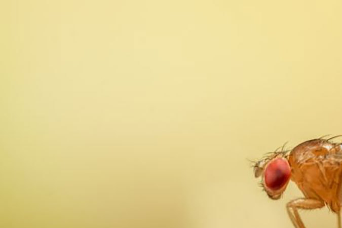 “Nacimiento virgen”: crean el primer animal modificado genéticamente para tener crías sin sexo