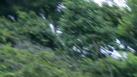 Una media de 2,500 migrantes llegan cada día a Panamá en su viaje hacia EE.UU. tras cruzar la jungla del Darién.