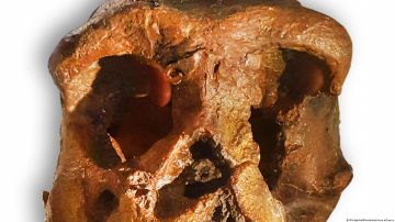 Cráneo antiguo hallado en China podría pertenecer a un tercer linaje humano desconocido
