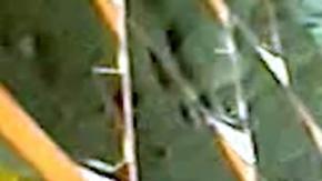 Róver indio Pragyan explora ya el polo sur de la Luna