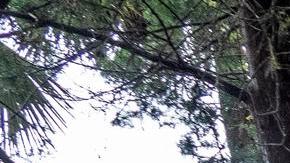 Huracán Idalia impacta en Georgia y Las Carolinas con vientos de 75 mph