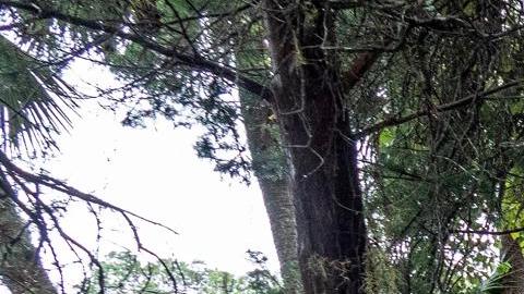 Huracán Idalia impacta en Georgia y Las Carolinas con vientos de 75 mph