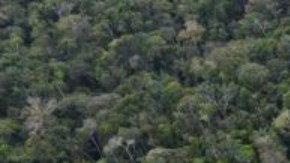 El complejo de Yasuní ITT está ubicado en medio de la selva amazónica ecuatoriana.