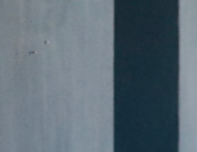 Eugenio Derbez y su mascota por Los Ángeles.