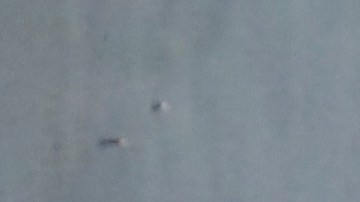 Eugenio Derbez y su mascota por Los Ángeles.