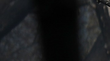 PARADISE, CA - NOVEMBER 16: A rescue worker and her cadaver dog search the Paradise Gardens apartments for victims of the Camp Fire on November 16, 2018 in Paradise, California. Fueled by high winds and low humidity the Camp Fire ripped through the town of Paradise charring over 140,000 acres, killed at least 63 people and has destroyed over 11,000 homes and businesses. The fire is currently at 45 percent containment and 631 people still remain missing. (Photo by Justin Sullivan/Getty Images)