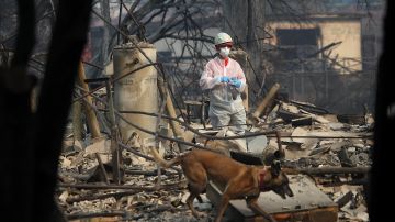 PARADISE, CA - NOVEMBER 16: A rescue worker and her cadaver dog search the Paradise Gardens apartments for victims of the Camp Fire on November 16, 2018 in Paradise, California. Fueled by high winds and low humidity the Camp Fire ripped through the town of Paradise charring over 140,000 acres, killed at least 63 people and has destroyed over 11,000 homes and businesses. The fire is currently at 45 percent containment and 631 people still remain missing. (Photo by Justin Sullivan/Getty Images)