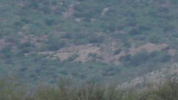 Convoy de camionetas