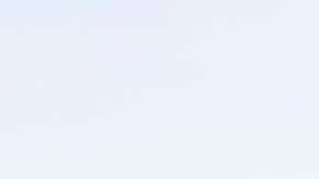 Detienen a conductor que manejaba con un toro enorme en el asiento del pasajero en Nebraska