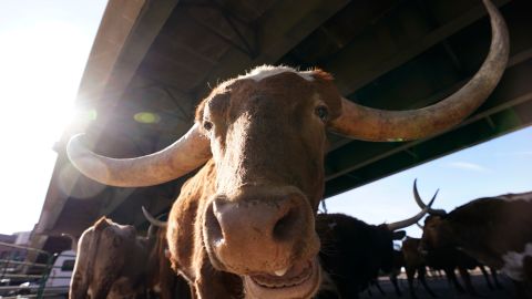 Detienen a conductor que manejaba con un toro enorme en el asiento del pasajero en Nebraska