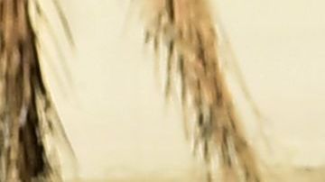 An Alhambra Unified School District crossing guard stops traffic for parents picking up their children from Ramona Elementary School on February 4, 2020 in Alhambra, California. - As the coronavirus outbreak spreads, fuelling rumors and misinformation, a petition to cancel all classes in one US school district for fear of the virus has garnered nearly 14,000 signatures. The online petition posted on Change.org urges the Alhambra Unified School District located east of Los Angeles and with a heavily Asian population, to basically shut down until the outbreak is over. School district officials, however, have dismissed the petition as a bid to whip up hysteria over the deadly outbreak that has killed hundreds in China. (Photo by Frederic J. BROWN / AFP) (Photo by FREDERIC J. BROWN/AFP via Getty Images)