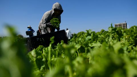 Piden proteger a los indocumentados que envejecen tras aportar durante sus mejores años a California.