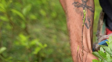Cultivo de coca