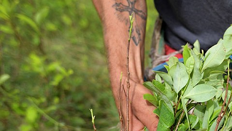 Cultivo de coca