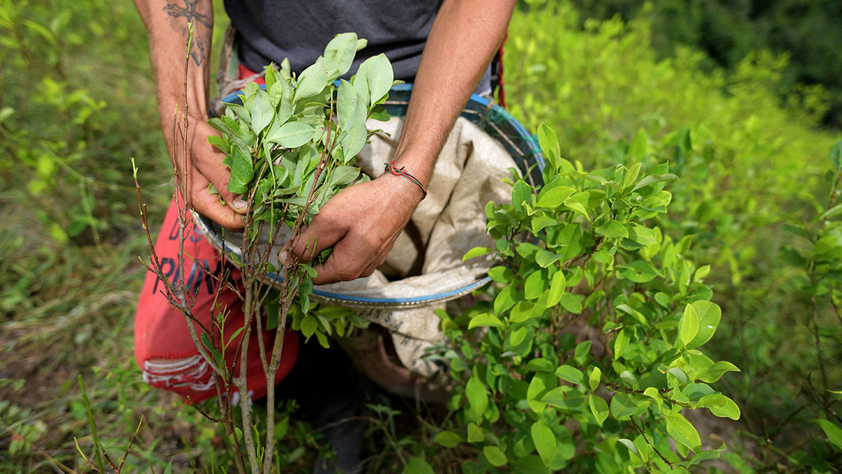 De 2018 a julio de 2023, los soldados han erradicado en México 180 plantíos de hoja de coca.