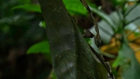 Panamá prepara medidas para contener la avalancha de migrantes que cruzan la selva del Darién