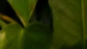 Bruce Mwape, entrenador de la selección femenil de Zambia.