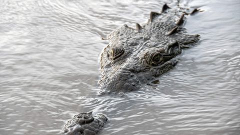 Los espacios naturales en Costa Rica está repletos de cocodrilos y variedad de reptiles.