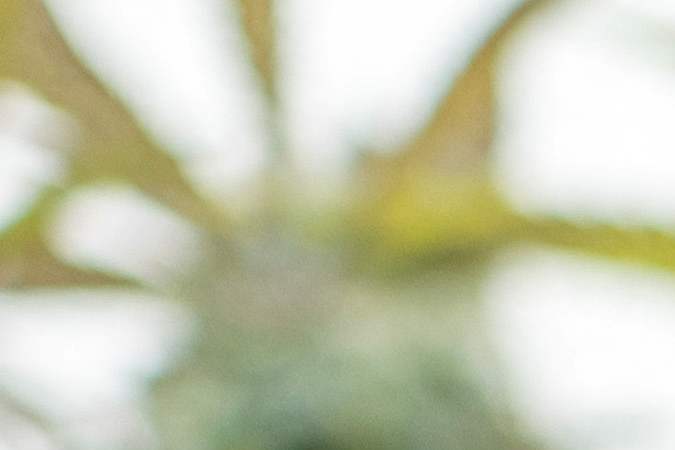 A cannabis plant is pictured at the "Cannabis Cup Thailand" marijuana-based competition and event at No Man's Land dispensary in Bangkok on December 10, 2022. (Photo by Jack TAYLOR / AFP) (Photo by JACK TAYLOR/AFP via Getty Images)