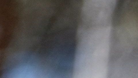 Detectan manada de lobos grises en California un siglo desde su virtual extinción en el estado