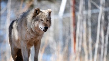 Detectan manada de lobos grises en California un siglo desde su virtual extinción en el estado