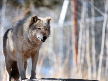 Detectan manada de lobos grises en California un siglo desde su virtual extinción en el estado