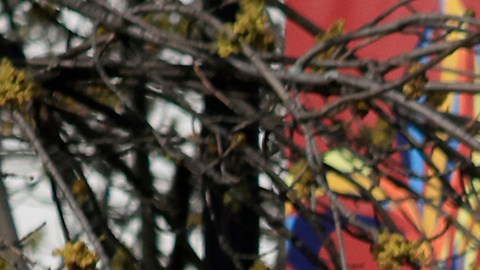 Dos muertos y cinco heridos en un tiroteo registrado en el centro de Louisville