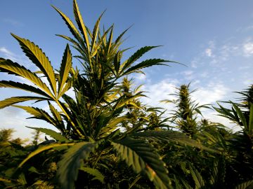 Marijuana plants are pictured on a two-hectare plot of land during a military operation in Poncitlan, Jalisco state, Mexico, on April 14, 2023. (Photo by ULISES RUIZ / AFP) (Photo by ULISES RUIZ/AFP via Getty Images)
