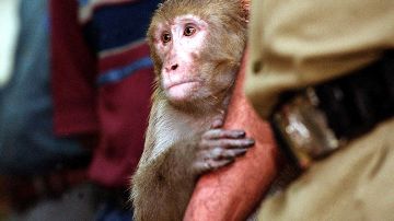 Avistamientos de monos salvajes en una ciudad de Florida provocan una advertencia de la policía