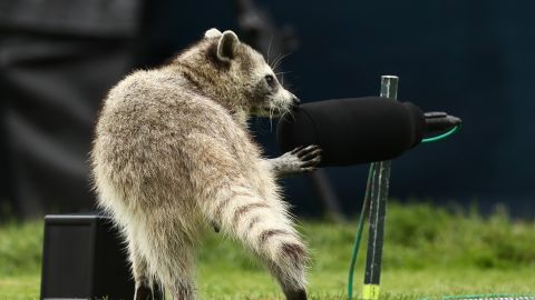 Mapache cerca de un micrófono durante partido de golf.