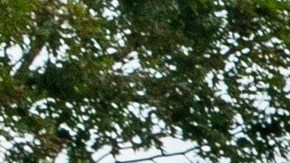 Alerta en Universidad de Carolina del Norte por la presencia de una "persona armada y peligrosa"