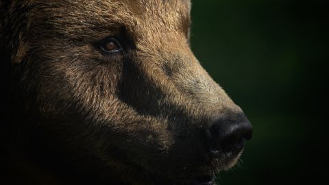 Hombre de Pensilvania fue mordido en la cabeza por un oso dentro de su garaje