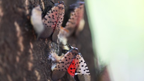Mosca de la fruta proveniente de Asia obliga a cuarentena parcial del condado de Ángeles