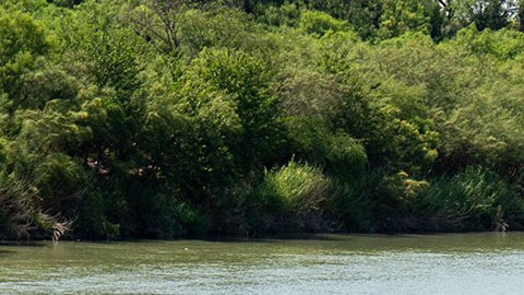 Greg Abbott rechaza que las muertes de migrantes en el Río Bravo fueran por la colocación de las boyas