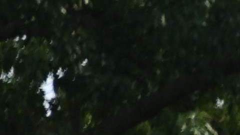 Informe del tirador activo puede haber sido una "llamada falsa", deja entrever jefe de policía del Capitolio