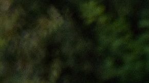 Descubren carne de perro en puesto de barbacoa en México durante inspección