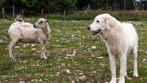 Descubren carne de perro en puesto de barbacoa en México durante inspección