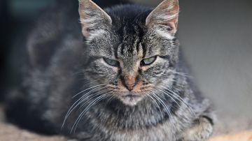 Hombre mordido por gato contrae infección bacteriana inédita
