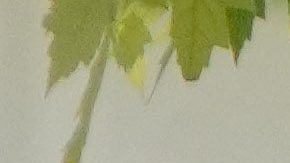 Adolescente de Filadelfia arrestado y bajo investigación por terrorismo según el FBI