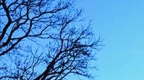 Las muertes por incendios forestales en Hawaii llega a 106 y continúa la búsqueda de desaparecidos