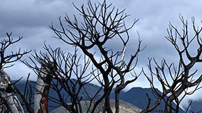 Hawaii sube a 111 los muertos por los incendios y difunde los nombres de los primeros cuerpos identificados