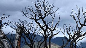 Hawaii sube a 111 los muertos por los incendios y difunde los nombres de los primeros cuerpos identificados