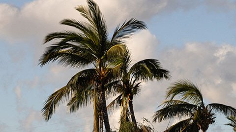 Sube a 99 los fallecidos en Hawaii tras los devastadores incendios forestales