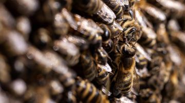 Millones de abejas caen de camión que las transportaba en Canadá y desatan alerta