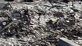 Una línea eléctrica caída pudo haber provocado el primer incendio registrado en Maui